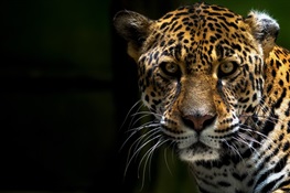 The Rising Threat to Jaguars from the Demand for Their Body Parts 